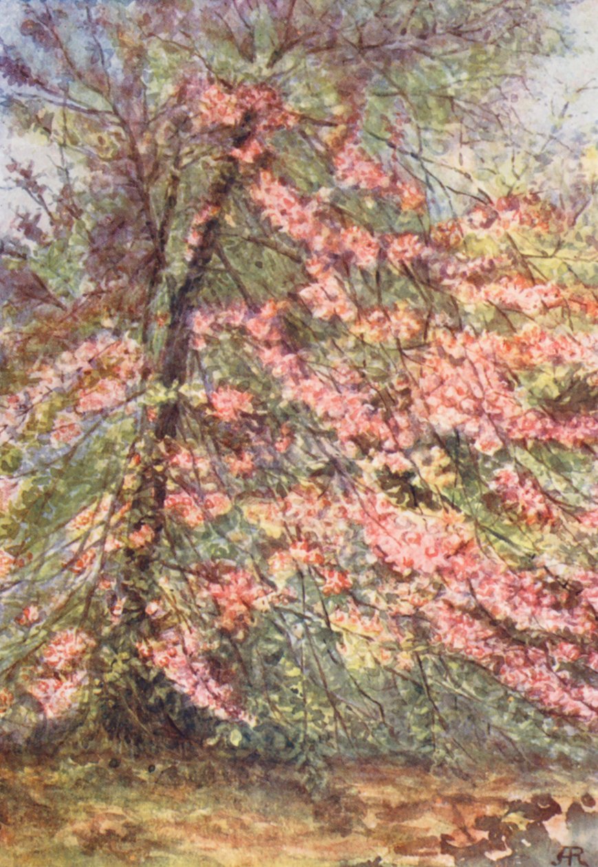 New Forest: Früher Mai in 