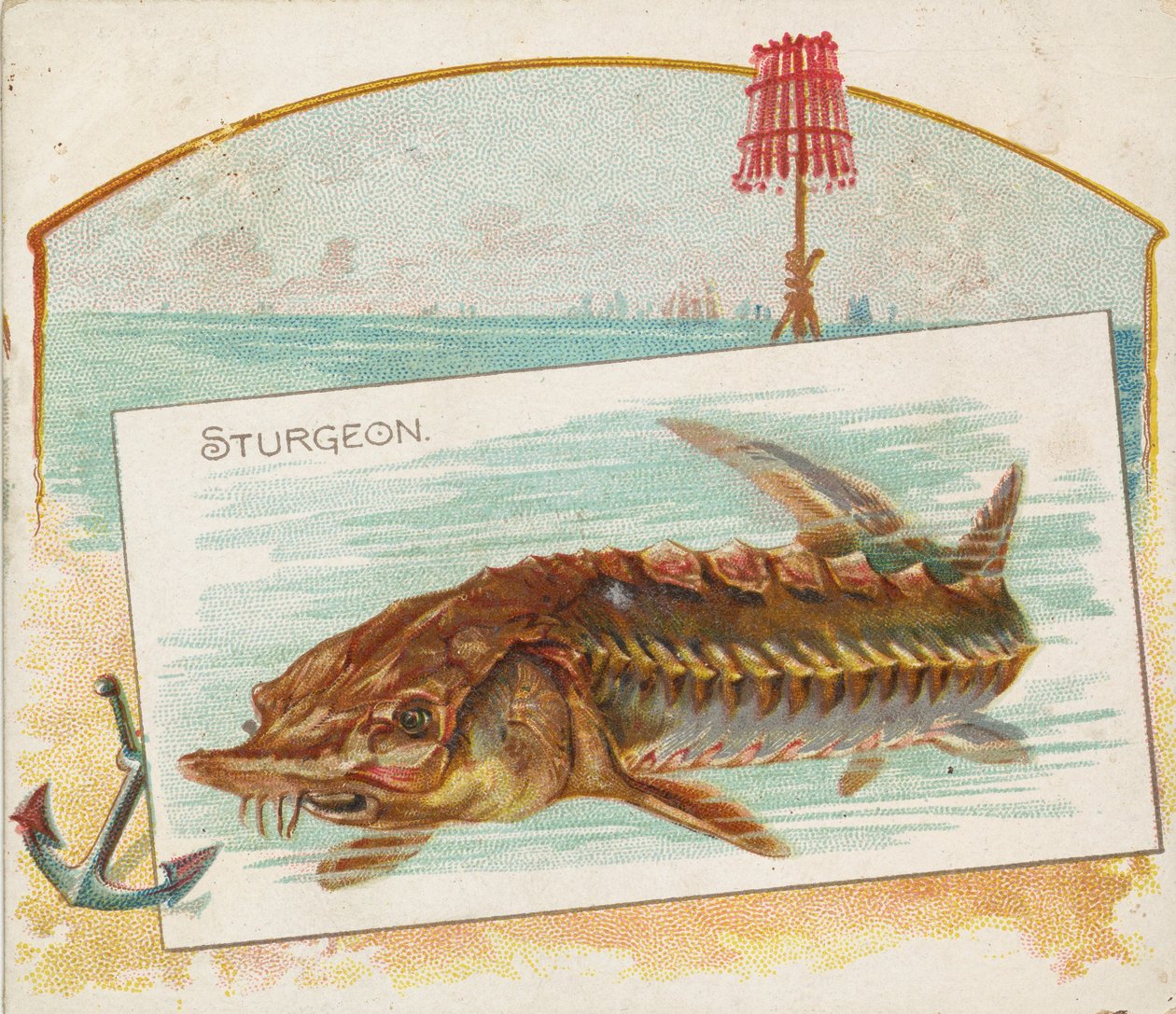 Stör, aus der Serie Fische aus amerikanischen Gewässern für Allen & Ginter Zigaretten von Allen and Ginter