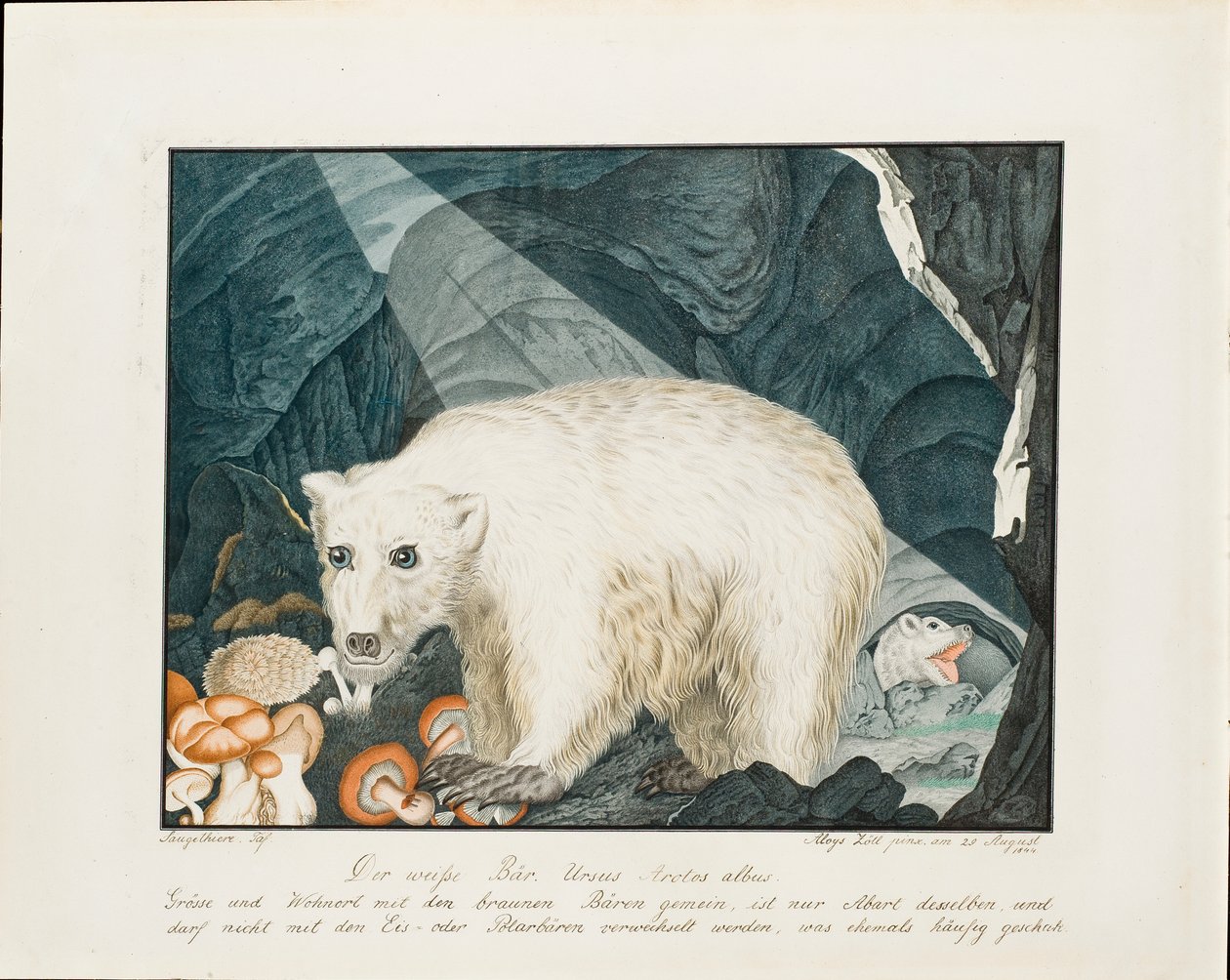 Der weiße Bär, 1844 von Aloys Zötl
