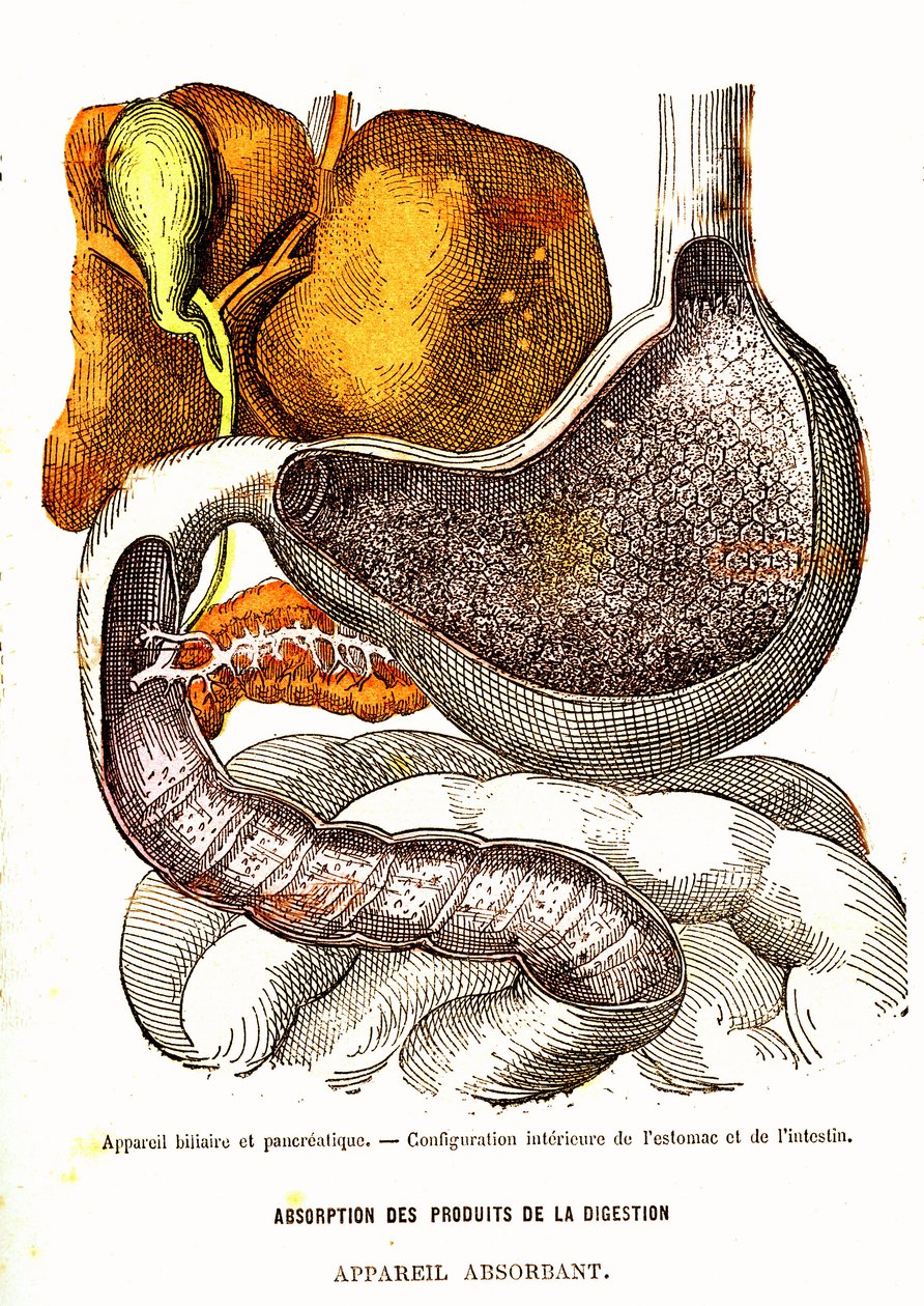 Gallen- und Pankreassystem - Normales Leben & Gesundheit von J. Rengade - Zeichnung von A. Demarle 1881 von Alphonse Demarle