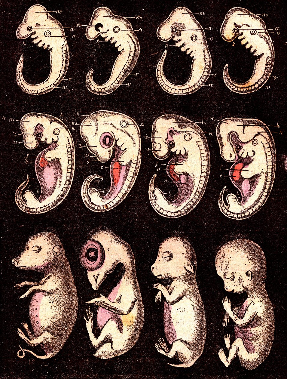 Verglichene Embryonen von 4 Wirbeltieren (5 Lebewesen): Von links nach rechts: Schwein, Huhn, Kaninchen, Mensch. Zeichnung von A. Demarle. 1885 von Alphonse Demarle