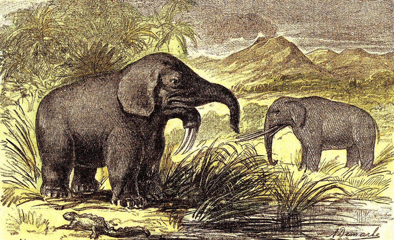 Prähistorie-Miozän: Von rechts nach links: der Dinotherium und der Mastodon. Natürliche Schöpfung und Lebewesen. Zeichnung von A. Demarle. 1885 von Alphonse Demarle