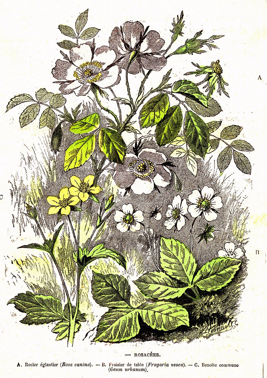 Rosaceen - Natürliche Schöpfung und Lebewesen: Zeichnung von A. Demarle. 1885 von Alphonse Demarle