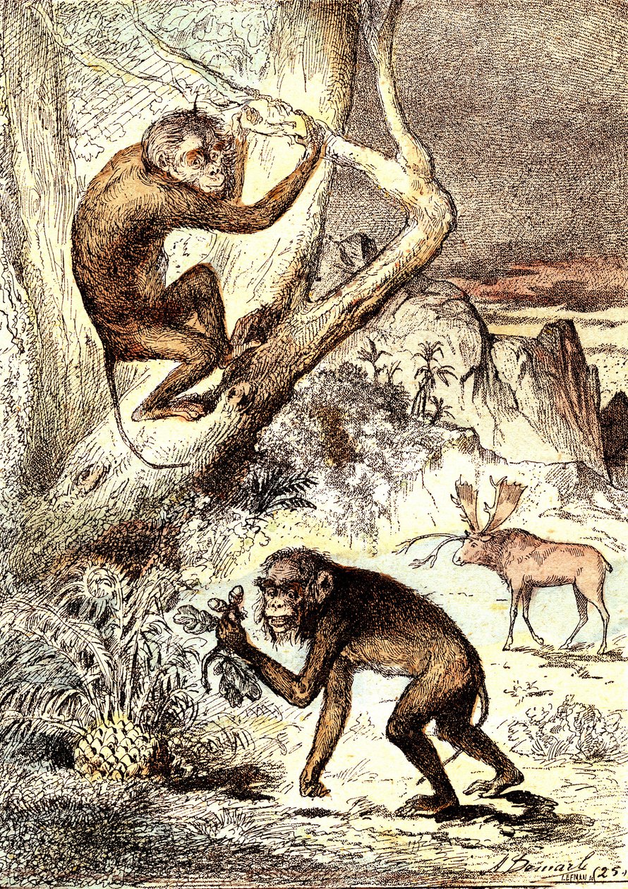 Die Katarrhinenaffen (Miozän): Die Semnopitheken. Die natürliche Schöpfung und Lebewesen von J. Rengade. Zeichnung A. Demarle von Alphonse Demarle