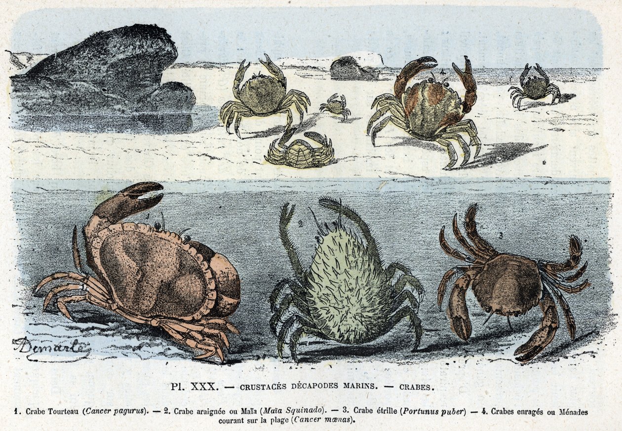 Zoologische Tafel; Krustentier-Dekapoden, Krabben. Gravur aus „L