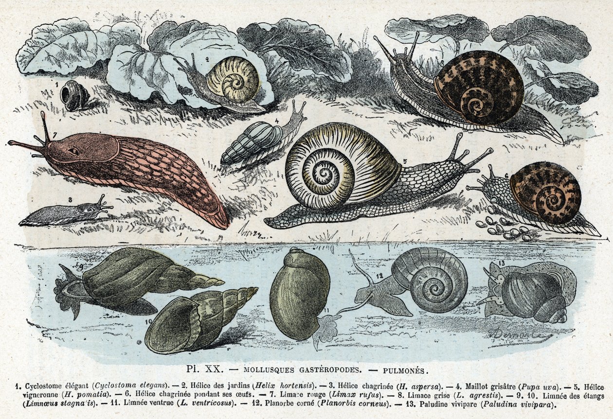 Zoologische Tafel; Gastropoden-Mollusken (Schnecken, Cyclostoma, Planorb, Limnea). Gravur aus „L