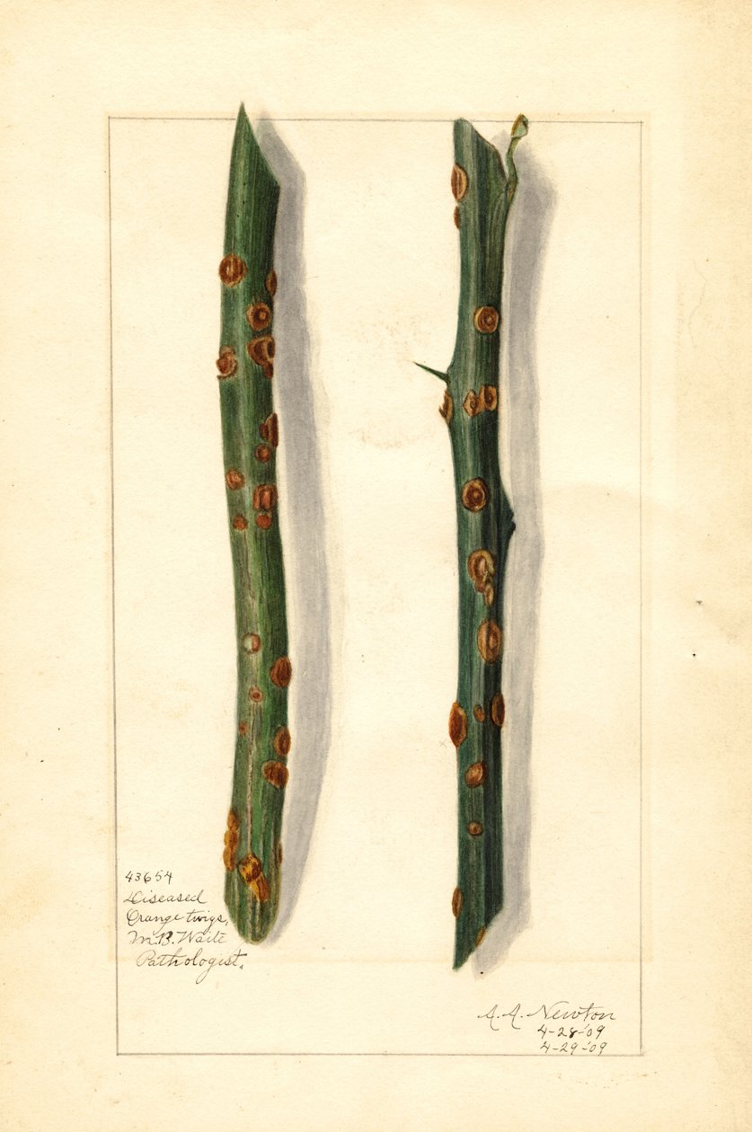 Zwei kranke Orangenbaumzweige (Citrus sinensis) von Amanda Almira Newton