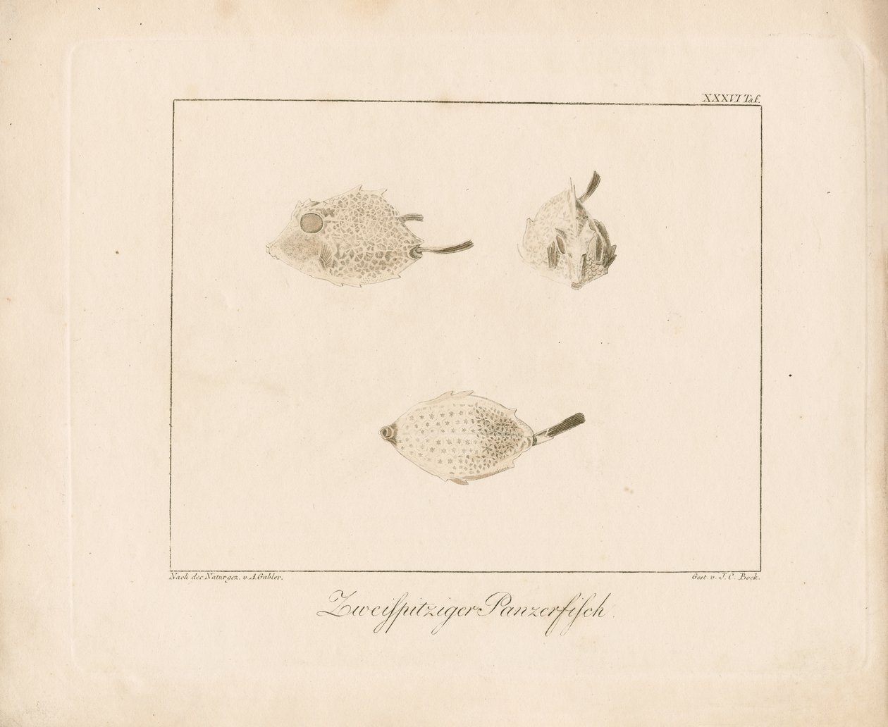 Langhorn-Kuhfisch von Ambrosius Gabler