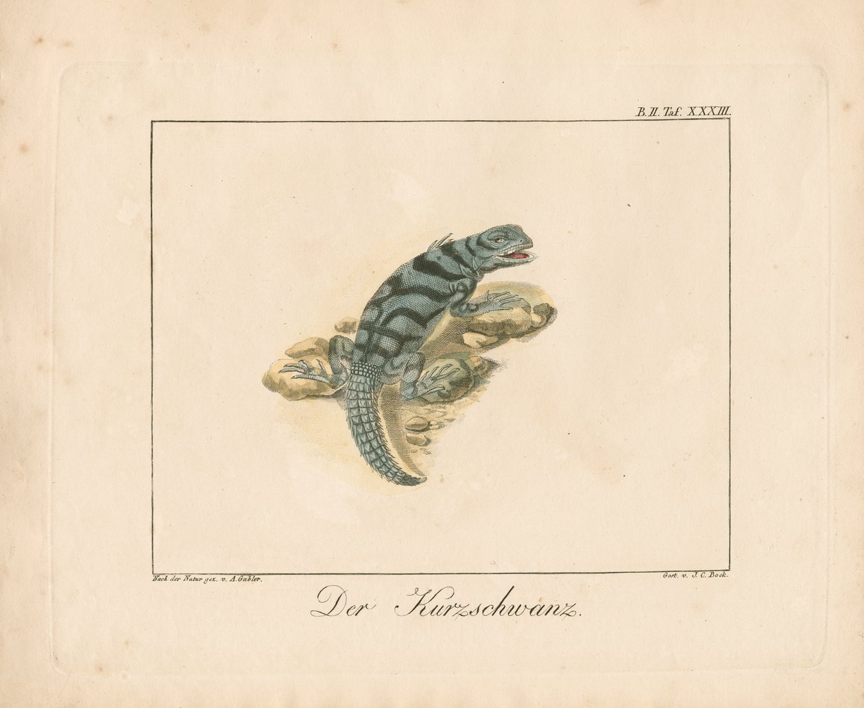 Kurzschwanz-Eidechse von Ambrosius Gabler