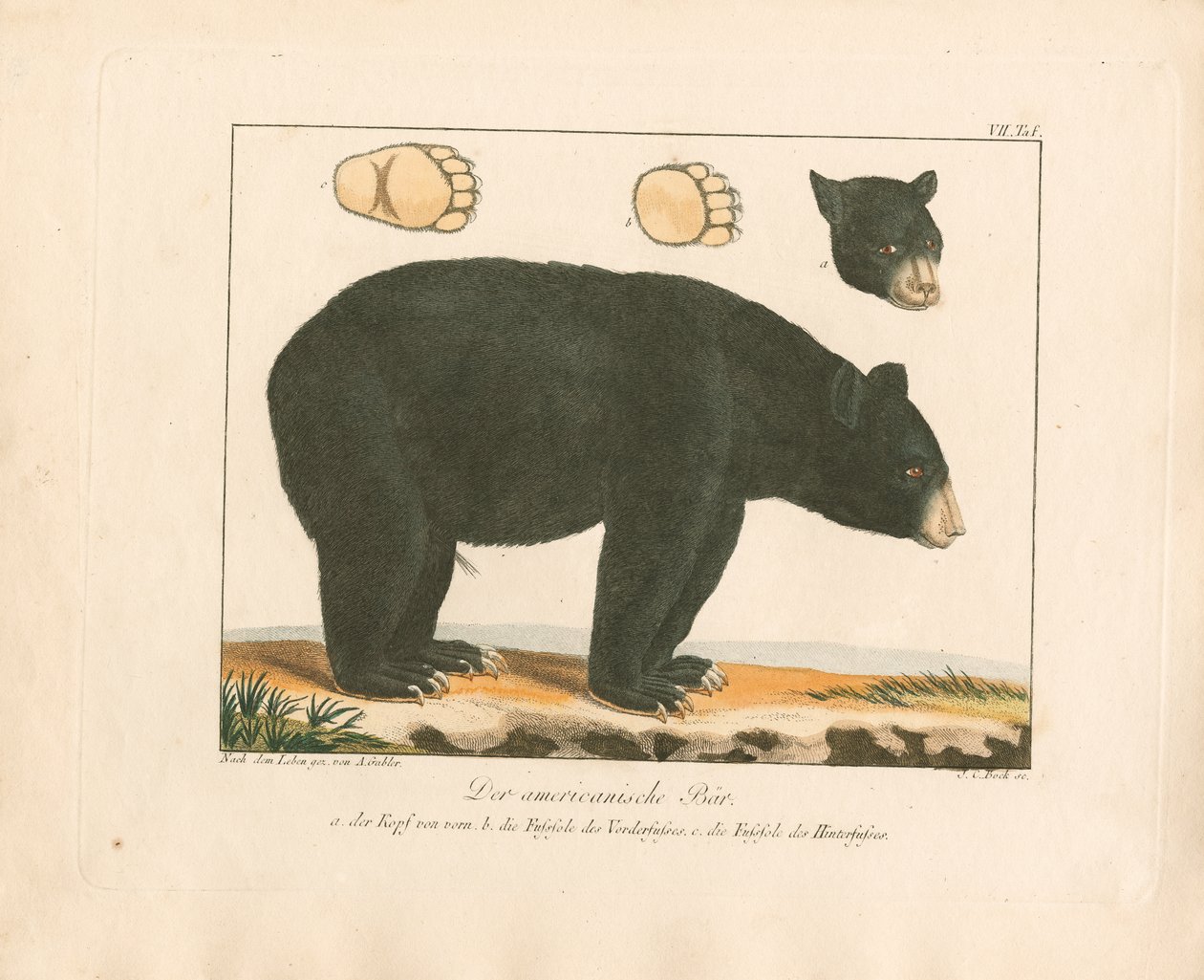 Der Amerikanische Bär (handkolorierte Kupferstichgravur) von Ambrosius Gabler