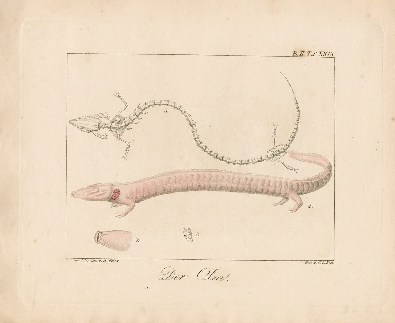 Der Olm (handkolorierte Lithografie) von Ambrosius Gabler