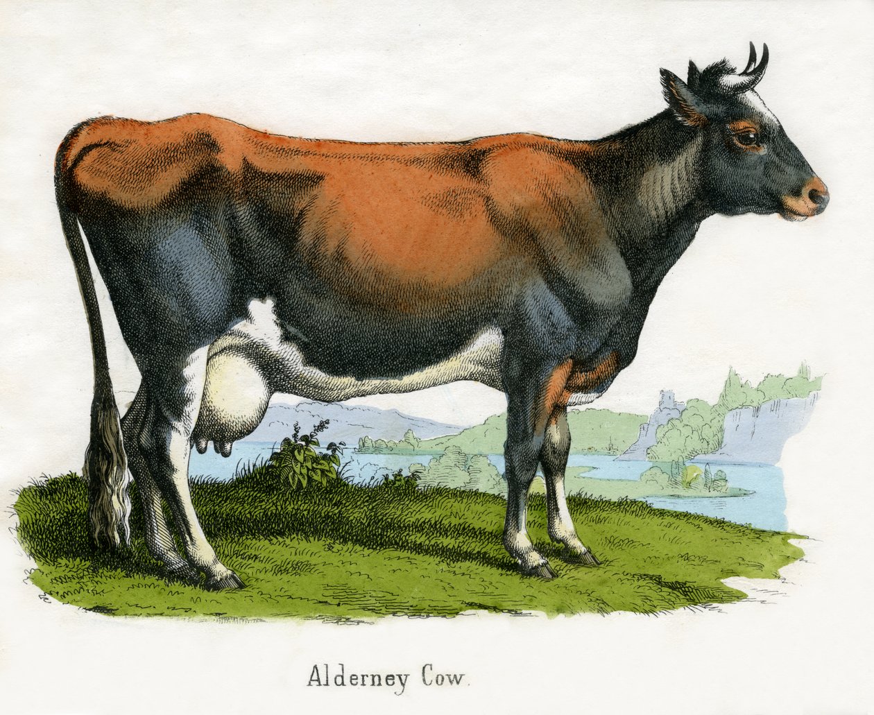 Alderney-Kuh, aus Die Naturgeschichte der Tiere von American School
