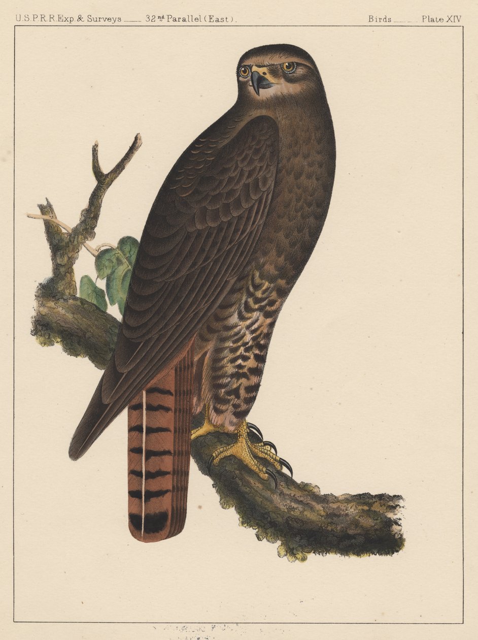 Vögel, Tafel XIV, 1855 von American School