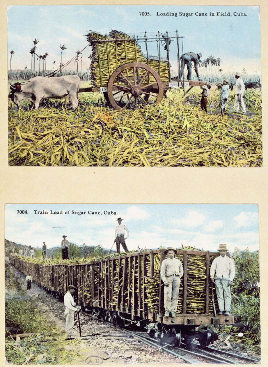 Postkarten, die Zuckerrohrplantagen in Kuba darstellen, ca. 1910 von American School
