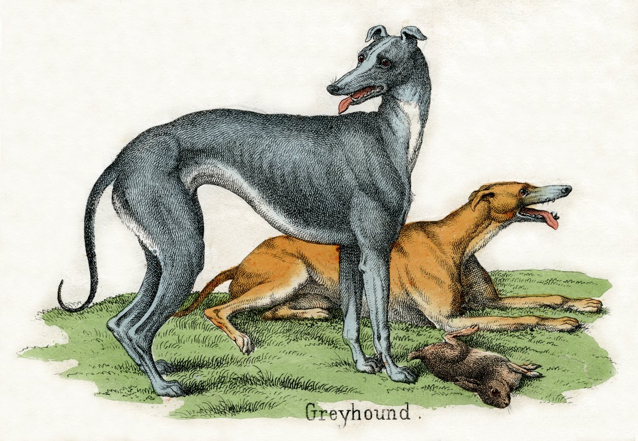 Zwei Windhunde, aus Die Naturgeschichte der Tiere von American School