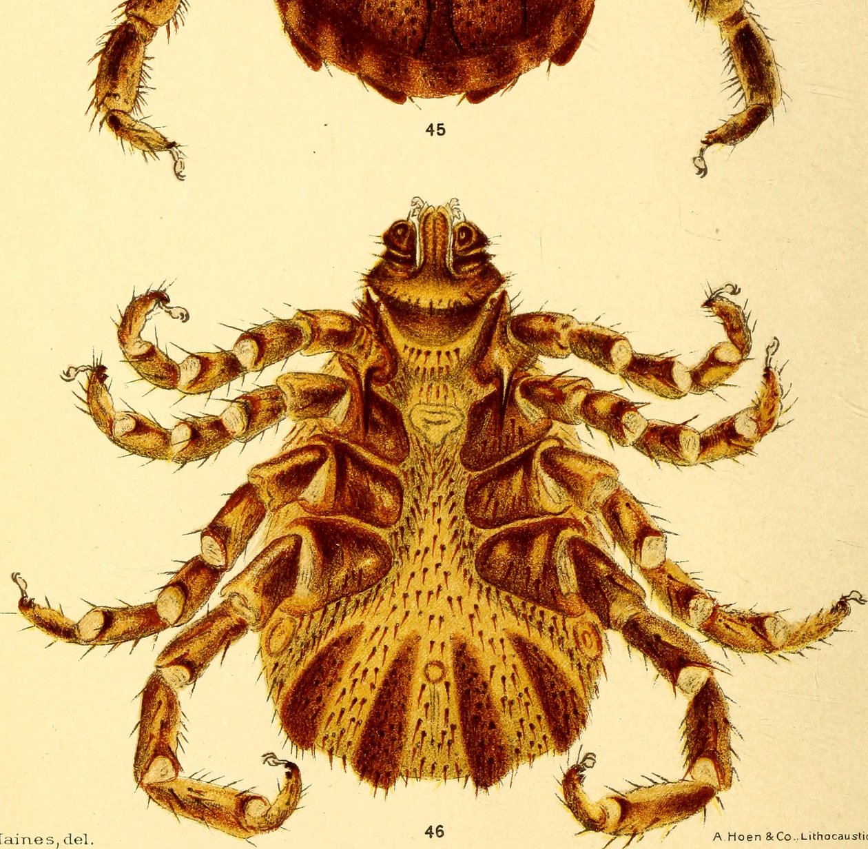 Ventralansicht des männlichen Boophilus Annulatus, Illustration aus "Cattle ticks" von American School