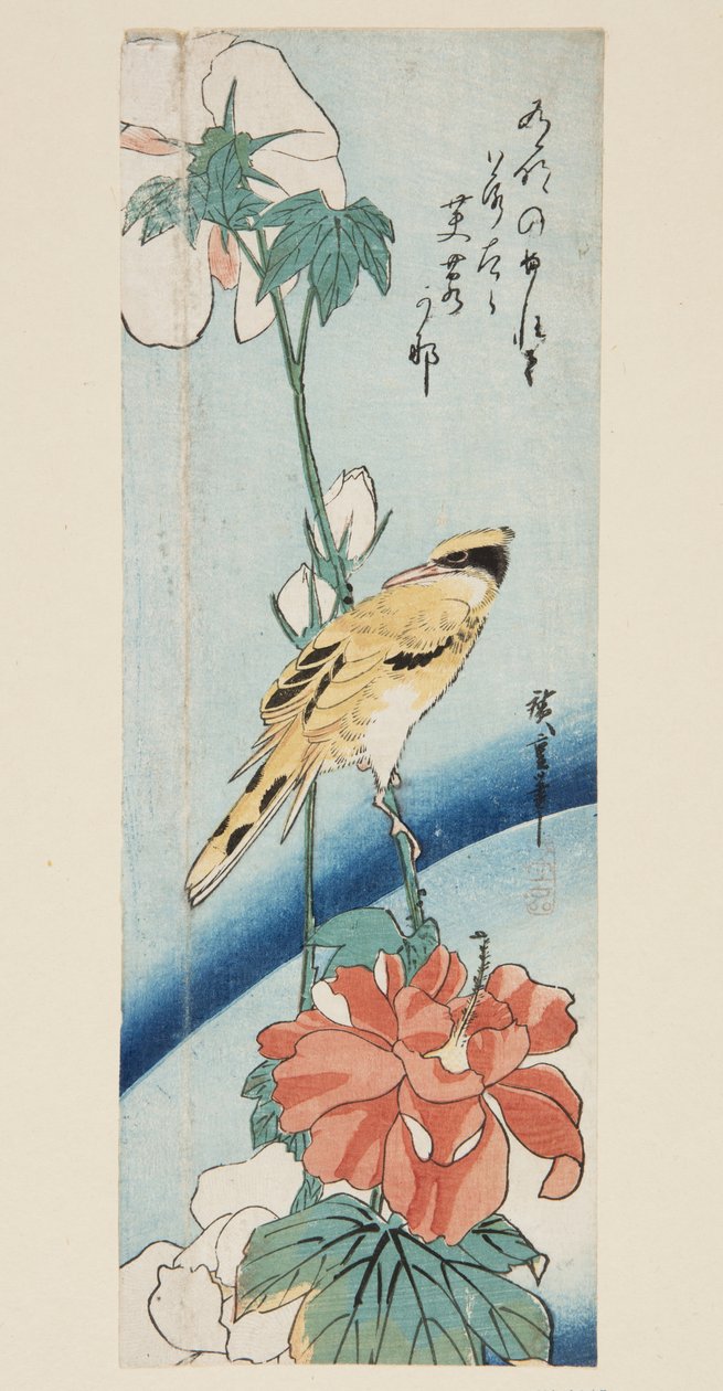 Hibiskus und Schwarznackenpirol von Ando or Utagawa Hiroshige