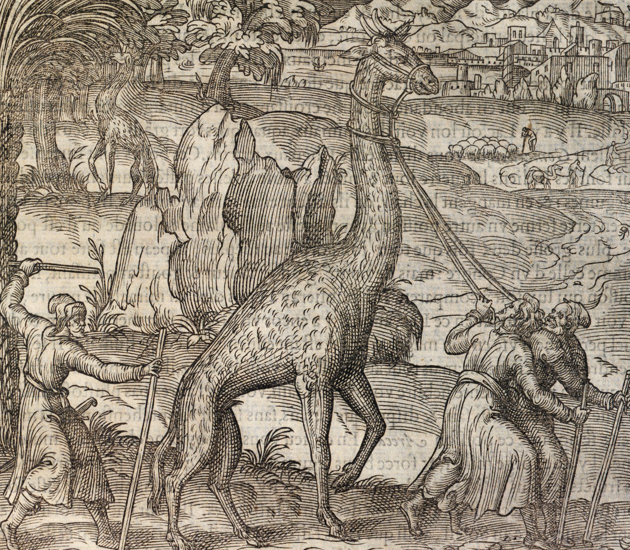 Giraffe, Gravur aus Cosmographie Universelle von Andre Thevet