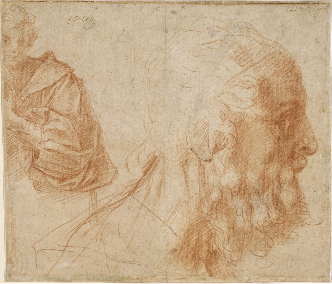 Blatt mit Studien eines jungen Mannes und dem Kopf eines alten Mannes, der nach rechts schaut von Andrea del Sarto