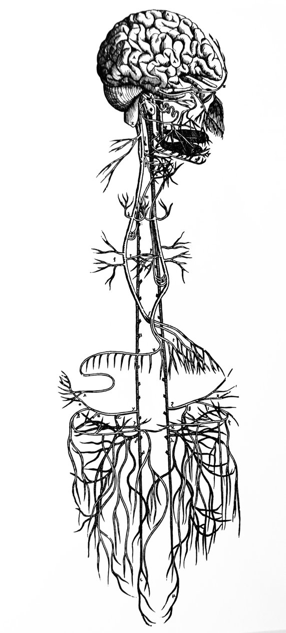 Die Tafeln aus dem vierten Buch der De Humani Corporis Fabrica von Andreas Vesalius