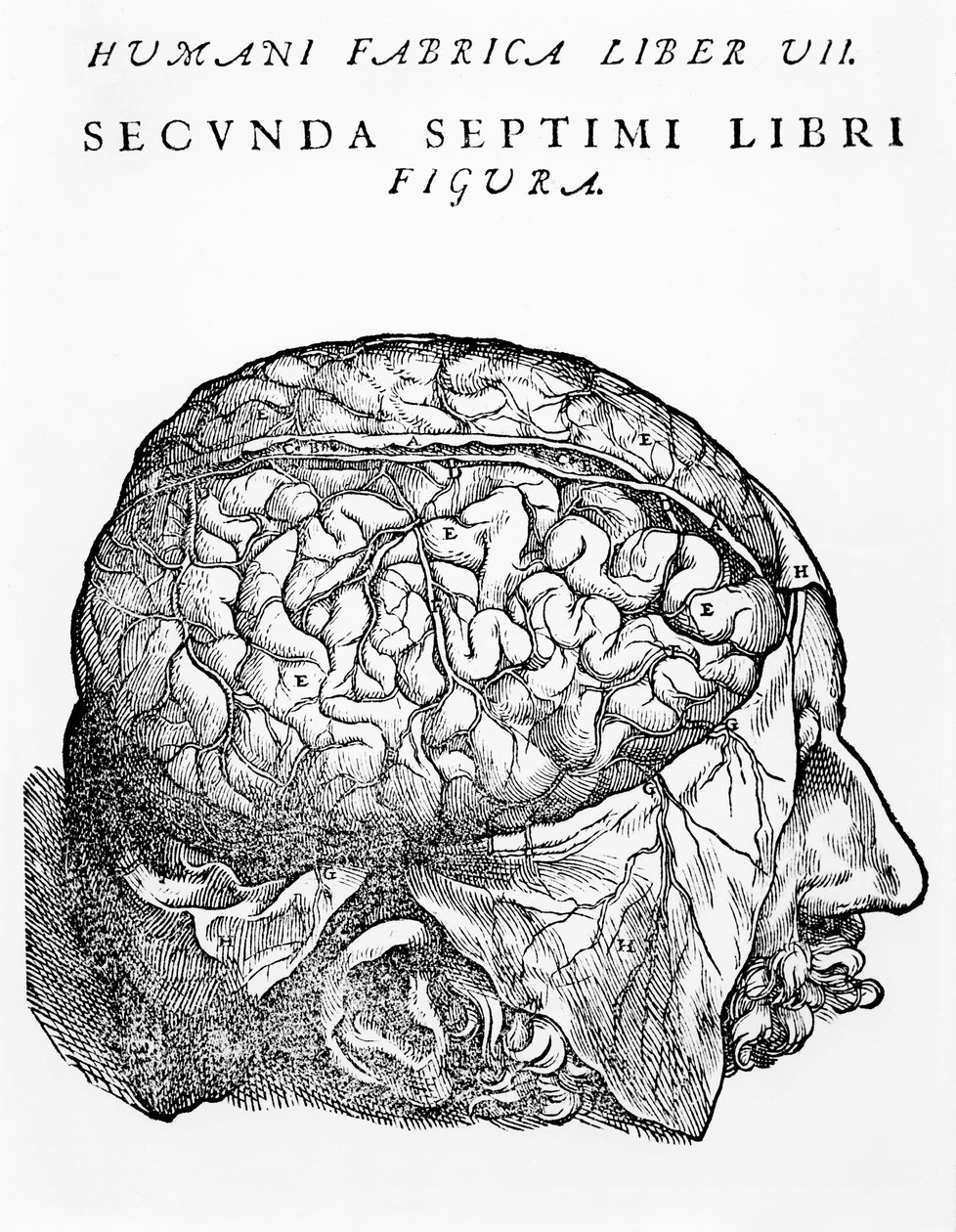 Das Gehirn, Illustration aus 