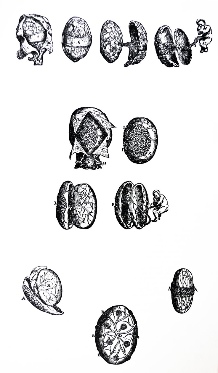 Die Tafeln aus dem fünften Buch der De Humani Corporis Fabrica von Andreas Vesalius