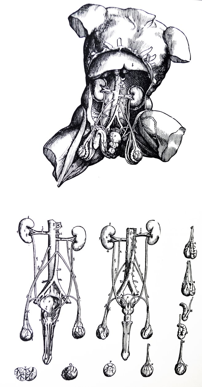 Die Platten aus dem fünften Buch der De Humani Corporis Fabrica von Andreas Vesalius