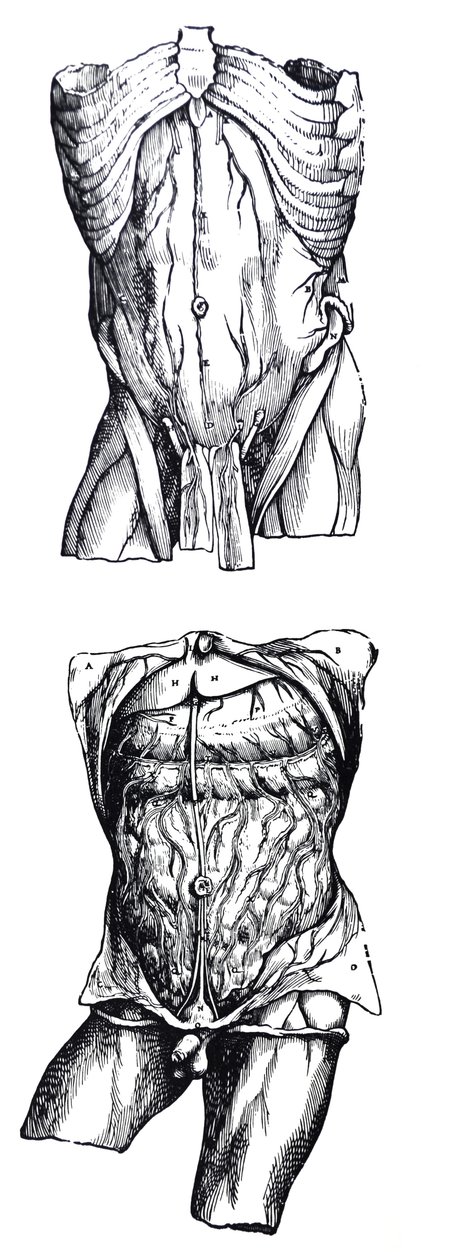 Die Platten aus dem fünften Buch der De Humani Corporis Fabrica von Andreas Vesalius