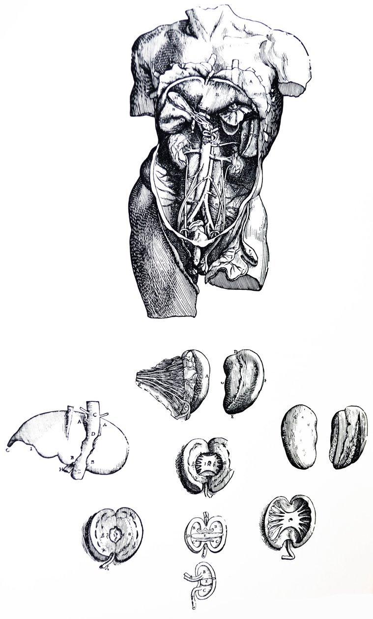 Die Tafeln aus dem fünften Buch der De Humani Corporis Fabrica von Andreas Vesalius
