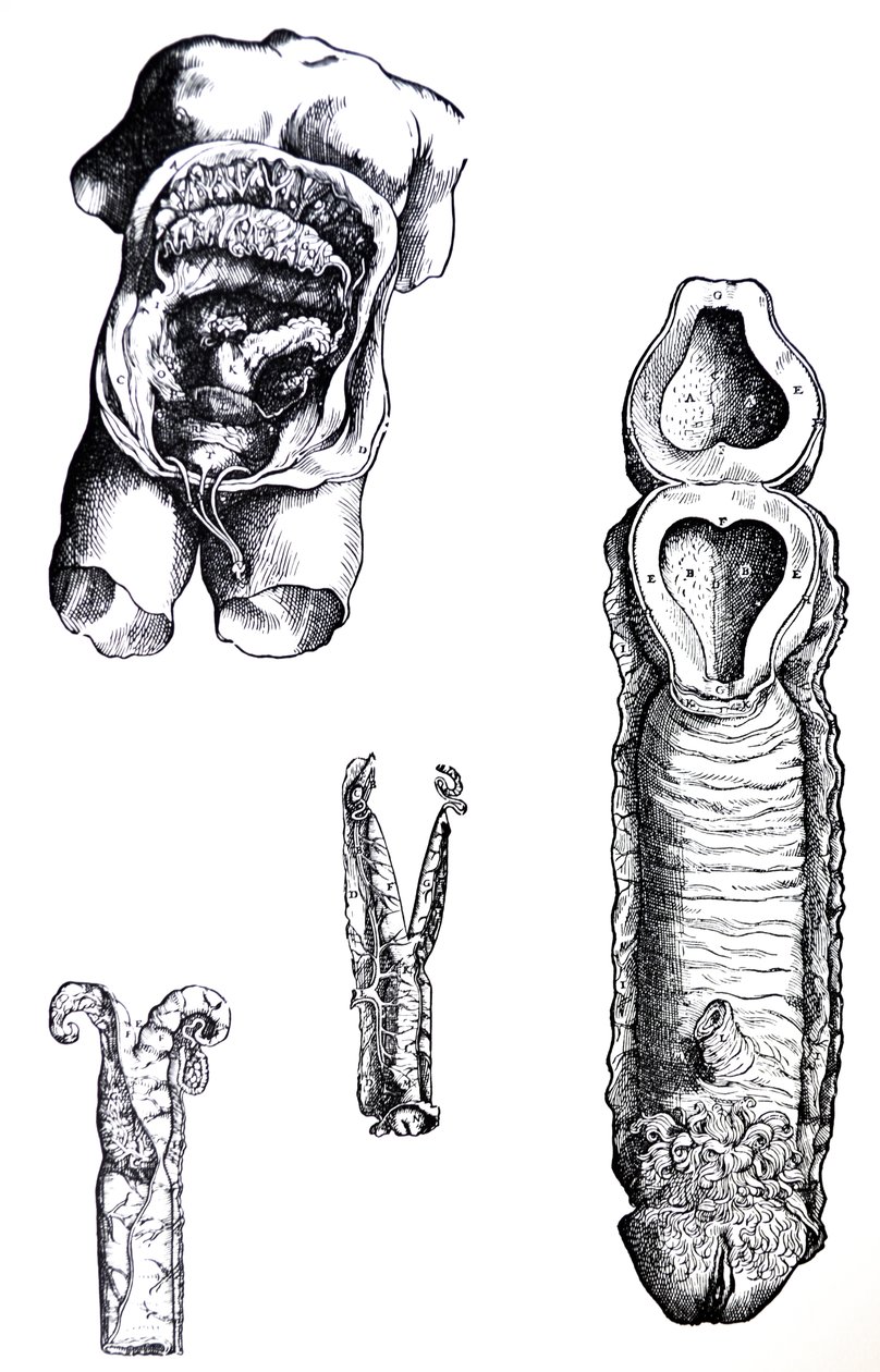 Die Platten aus dem fünften Buch der De Humani Corporis Fabrica von Andreas Vesalius