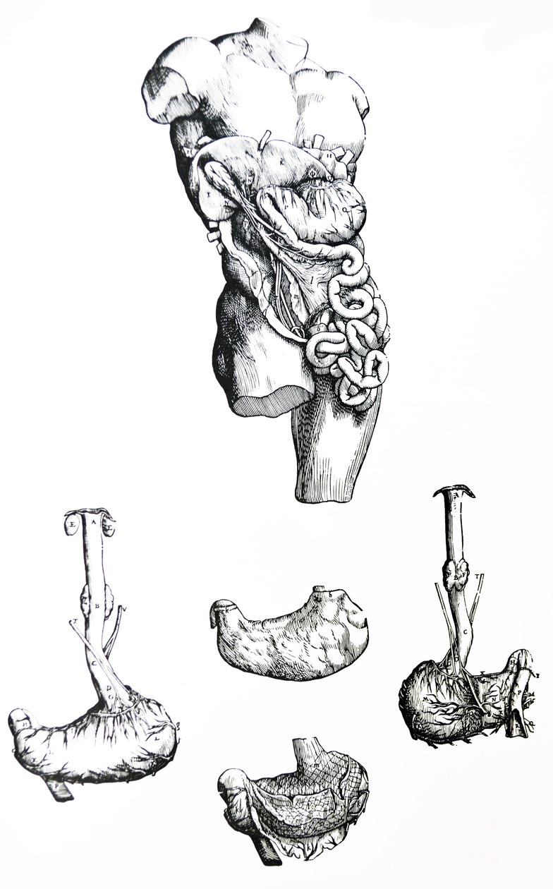 Die Tafeln aus dem fünften Buch der De Humani Corporis Fabrica von Andreas Vesalius
