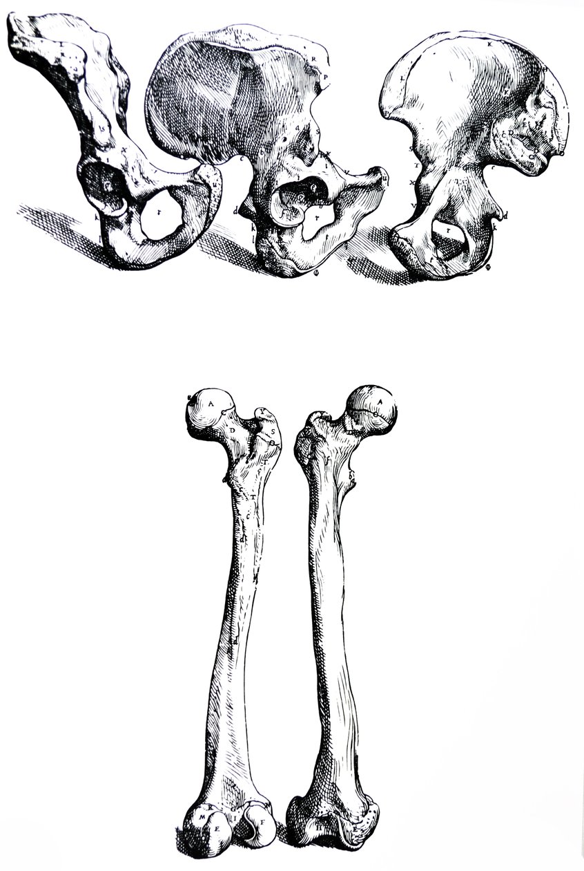 Die Platten aus dem ersten Buch der De Humani Corporis Fabrica von Andreas Vesalius
