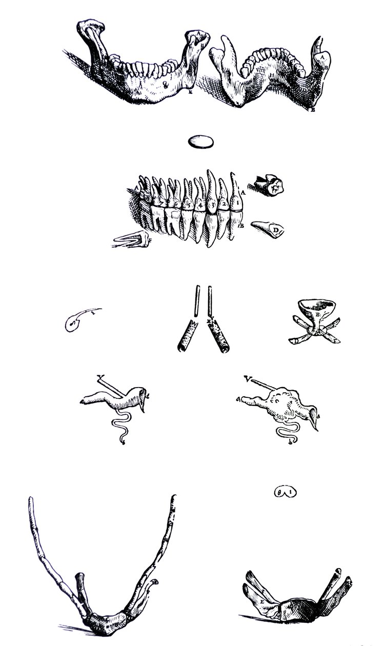 Die Tafeln aus dem ersten Buch der De Humani Corporis Fabrica von Andreas Vesalius