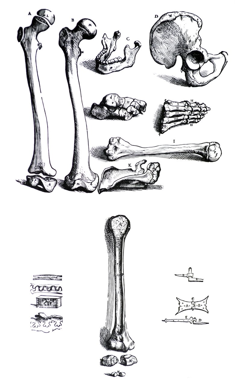 Die Tafeln aus dem ersten Buch der De Humani Corporis Fabrica von Andreas Vesalius (1514-1564) von Andreas Vesalius