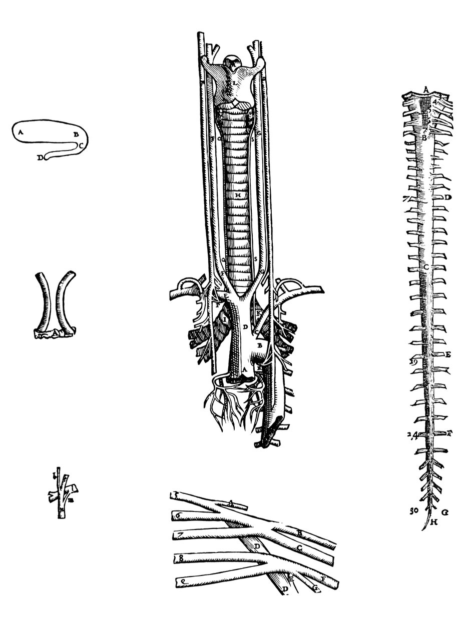 Die Platten aus dem vierten Buch der De Humani Corporis Fabrica von Andreas Vesalius