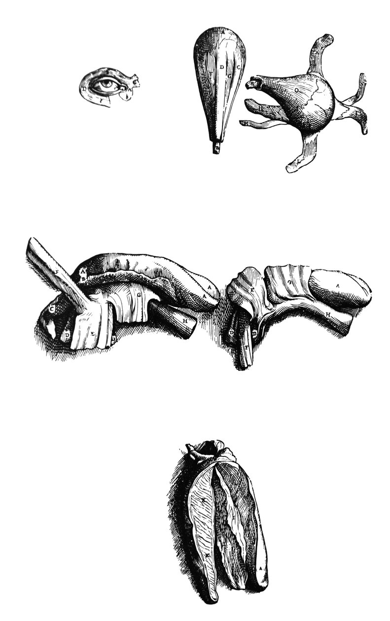 Die Tafeln aus dem zweiten Buch der De Humani Corporis Fabrica von Andreas Vesalius
