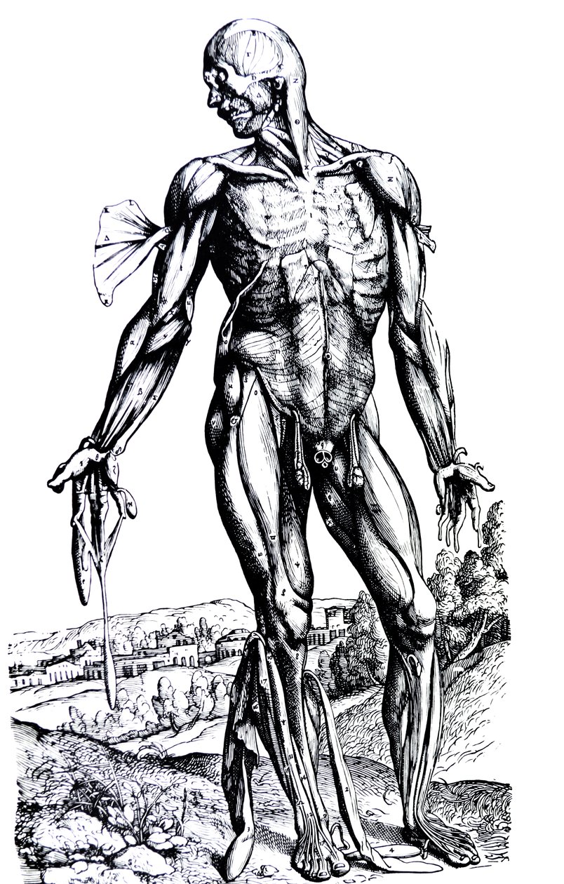 Die Platten aus dem zweiten Buch der De Humani Corporis Fabrica von Andreas Vesalius