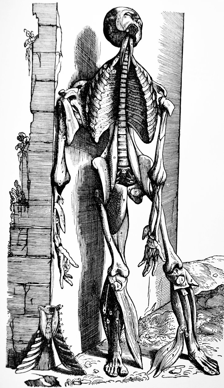Die Platten aus dem zweiten Buch der De Humani Corporis Fabrica von Andreas Vesalius