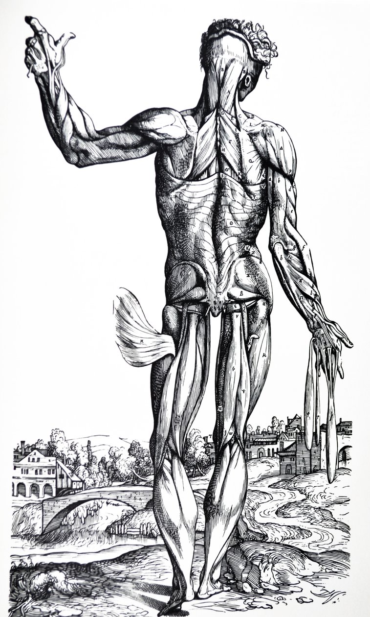 Die Tafeln aus dem zweiten Buch der De Humani Corporis Fabrica von Andreas Vesalius
