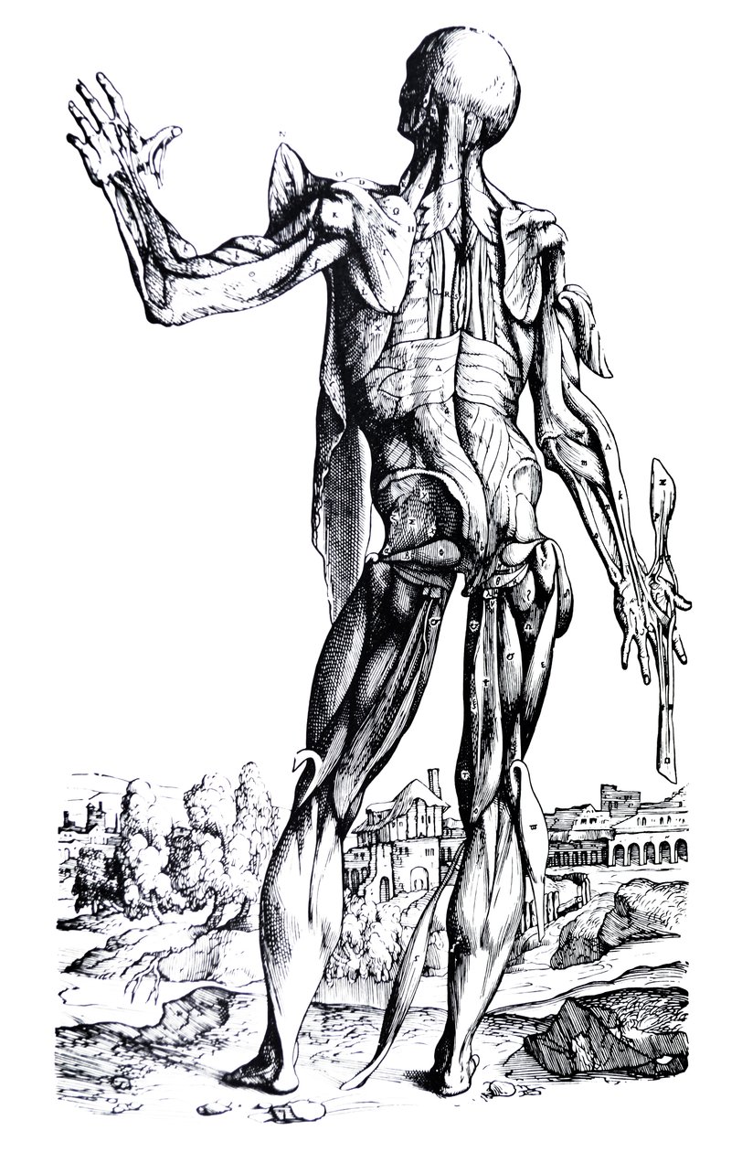 Die Tafeln aus dem zweiten Buch der De Humani Corporis Fabrica von Andreas Vesalius