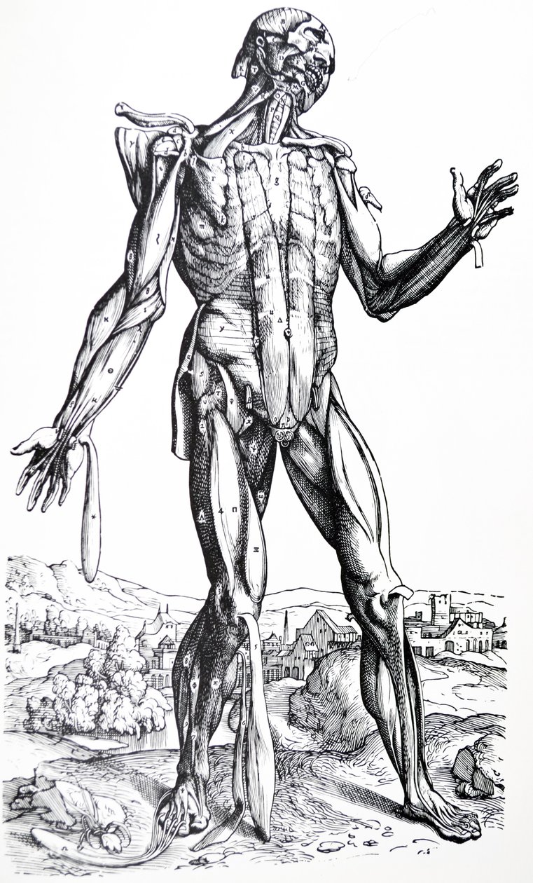 Die Tafeln aus dem zweiten Buch der De Humani Corporis Fabrica von Andreas Vesalius