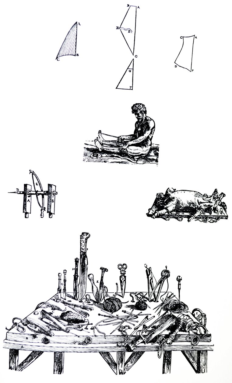 Die Tafeln aus dem zweiten Buch der De Humani Corporis Fabrica von Andreas Vesalius