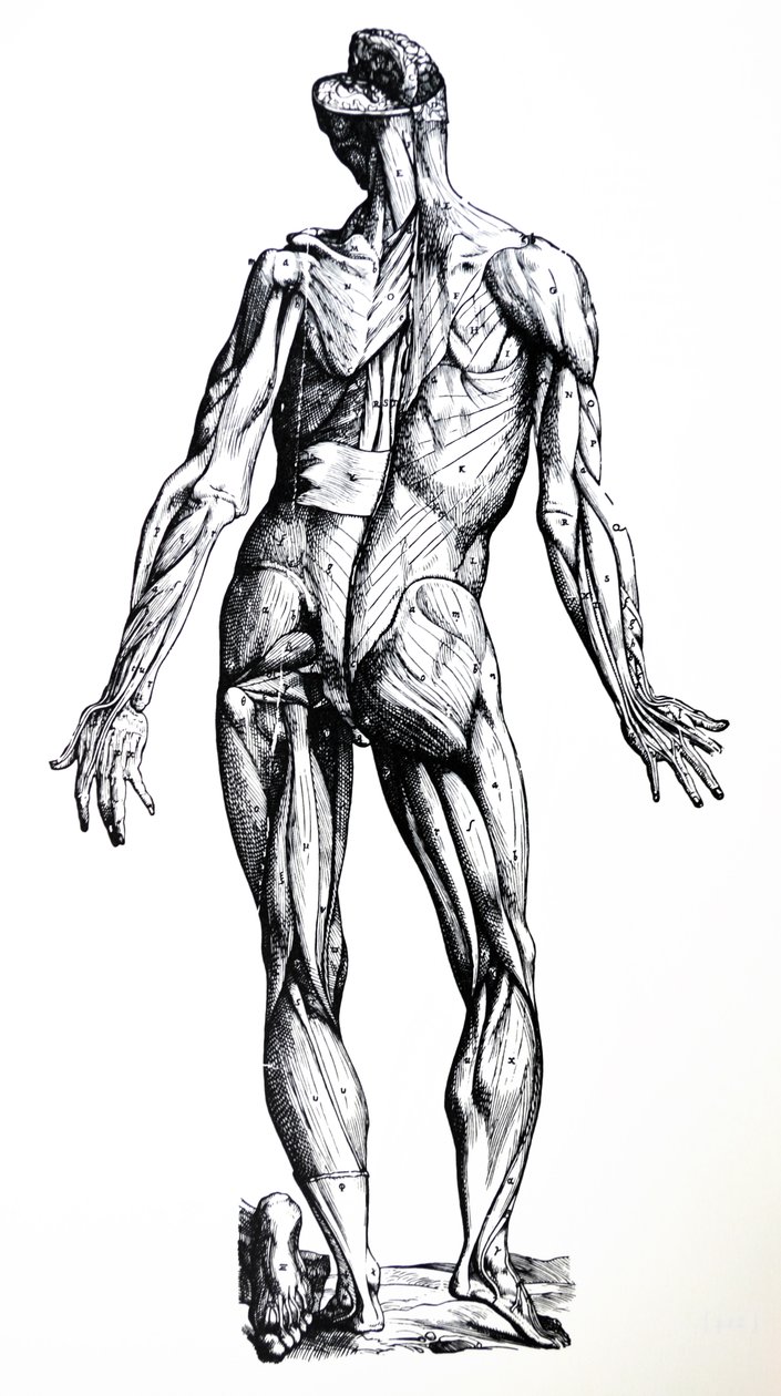 Die Platten aus dem siebten Buch der De Humani Corporis Fabrica von Andreas Vesalius