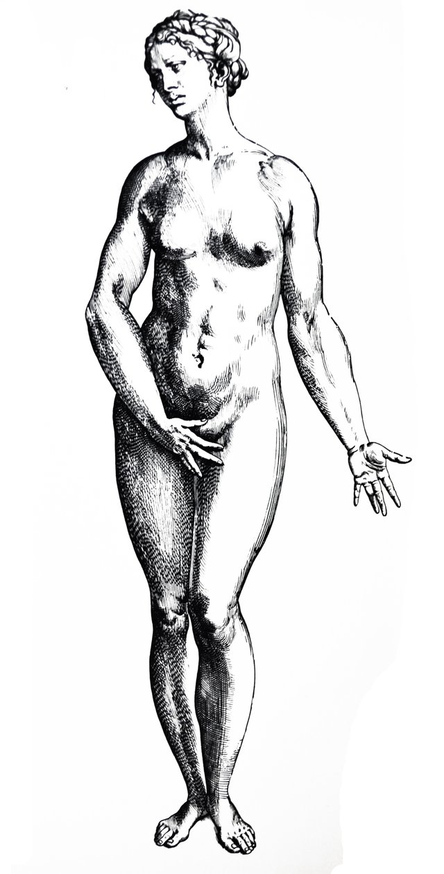 Die Tafeln aus dem siebten Buch der De Humani Corporis Fabrica von Andreas Vesalius