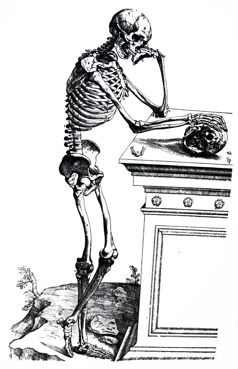 Die Platten aus dem siebten Buch der De Humani Corporis Fabrica von Andreas Vesalius