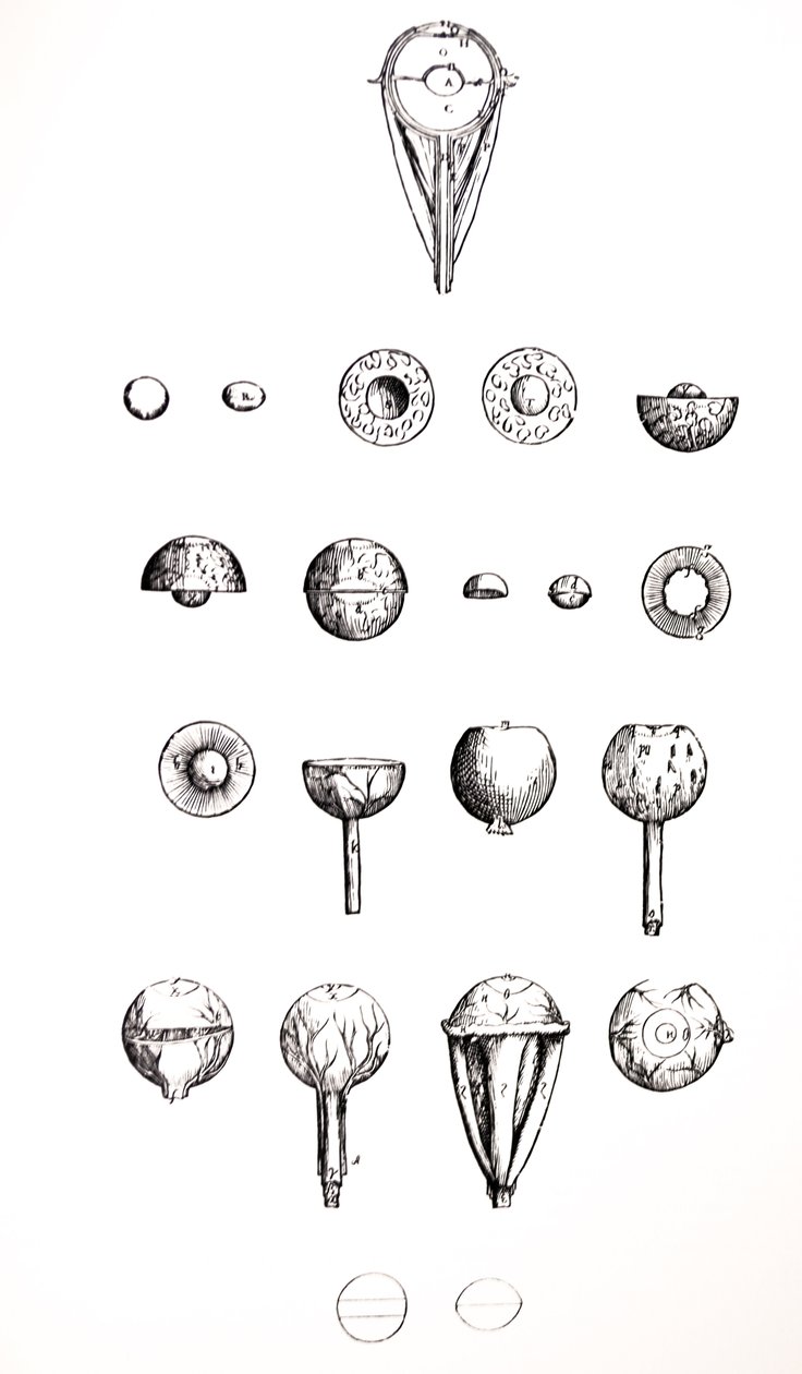 Die Platten aus dem siebten Buch der De Humani Corporis Fabrica von Andreas Vesalius