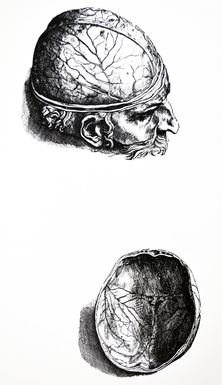 Die Platten aus dem siebten Buch der De Humani Corporis Fabrica von Andreas Vesalius