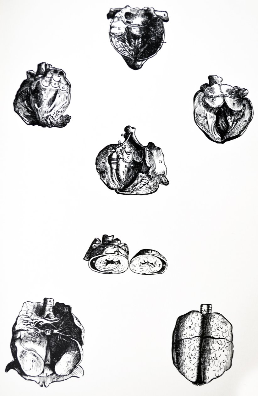Die Tafeln aus dem sechsten Buch der De Humani Corporis Fabrica von Andreas Vesalius