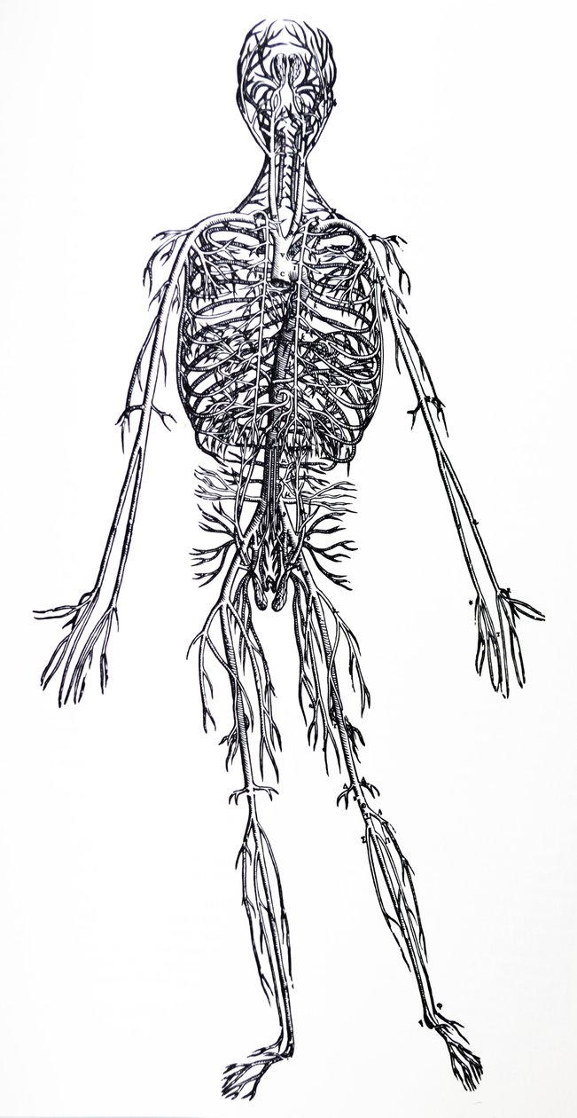 Die Tafeln aus dem dritten Buch der De Humani Corporis Fabrica von Andreas Vesalius
