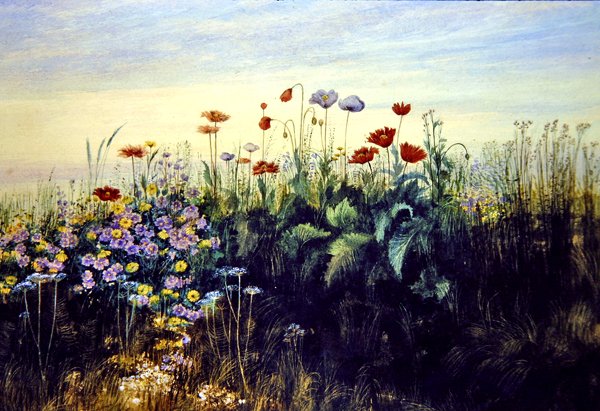 Wildblumen von Andrew Nicholl